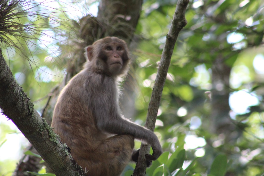 Chronicles in Primate Studies: pt.&nbsp;1