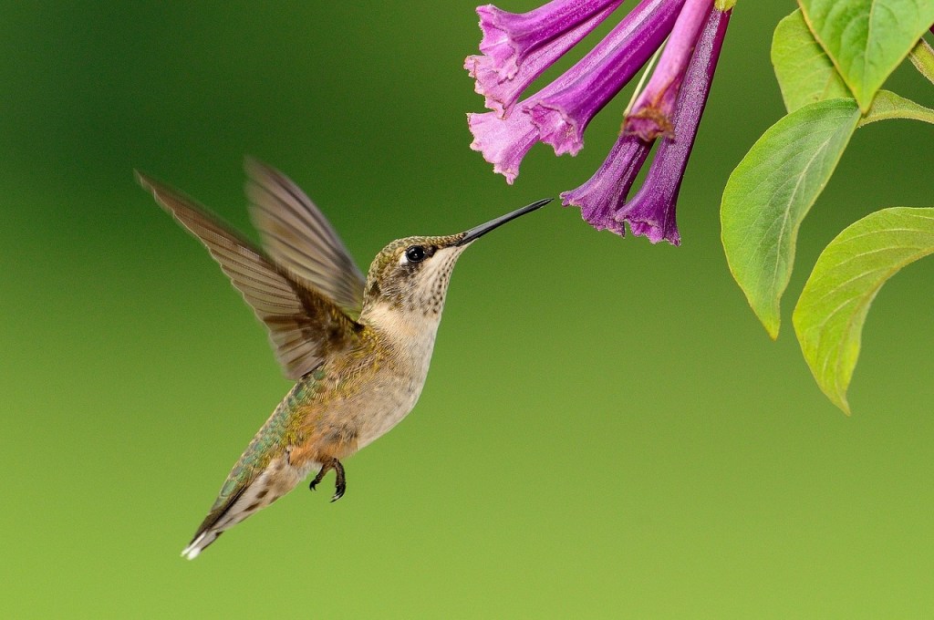 Hummingbirds are Nature’s…