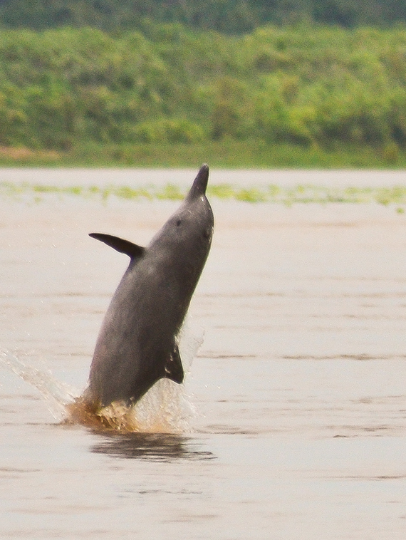 Becoming Inia and&nbsp;Dolphin