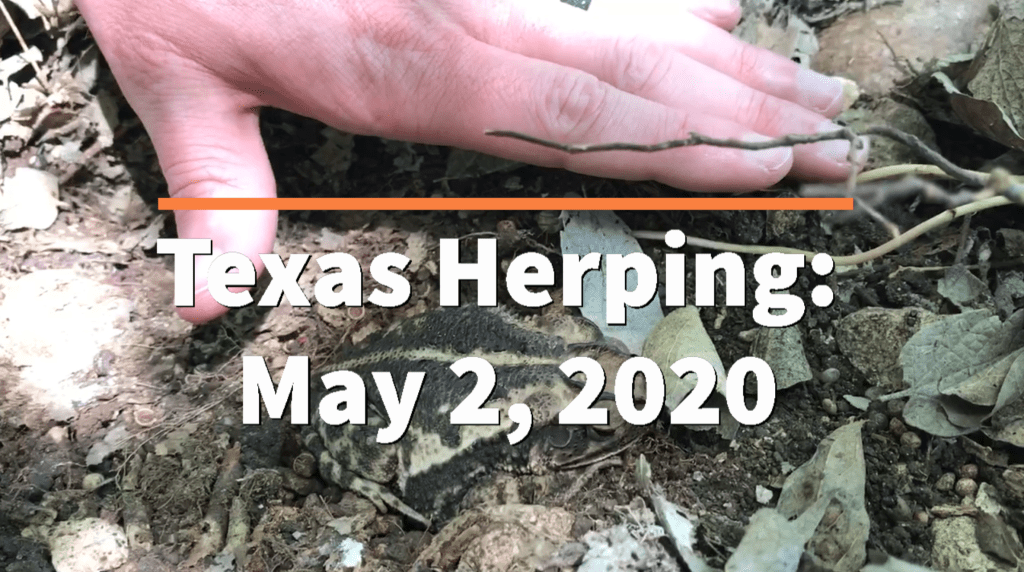 Texas Herping: May 2 & 4,&nbsp;2020