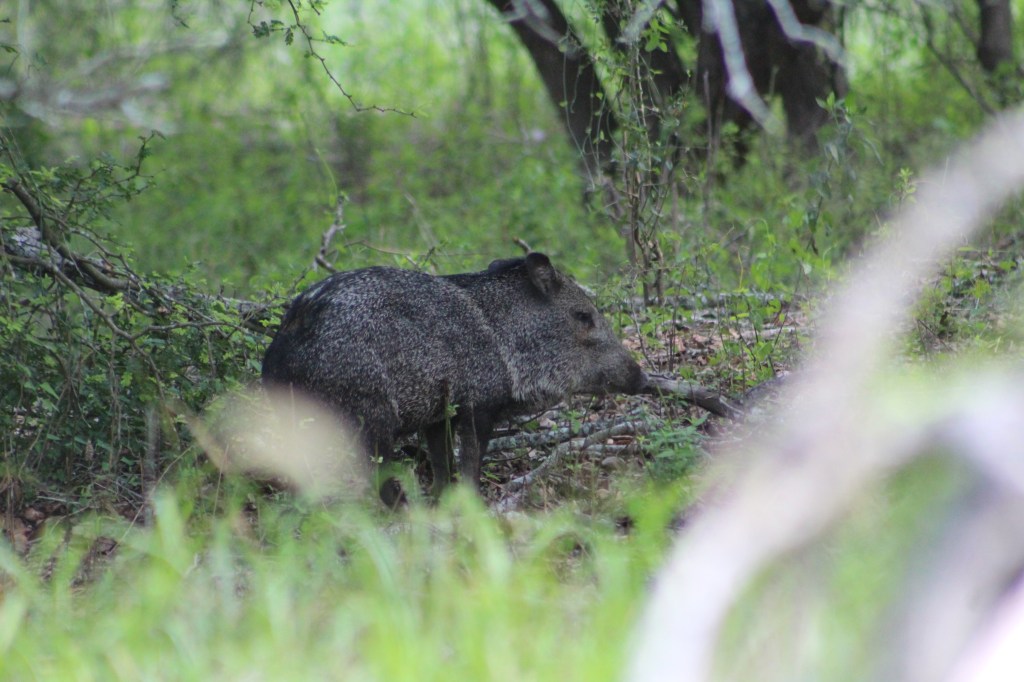 Upcoming Pilot Research