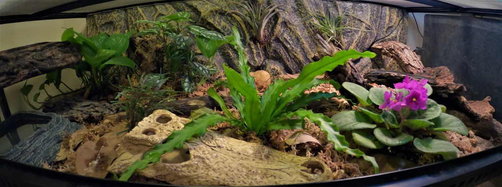 A Tale of Two&nbsp;Snakes