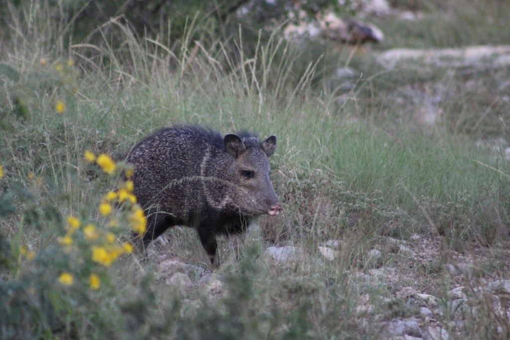 Shadows, Ambiguity, and More-Than-Human&nbsp;Politics