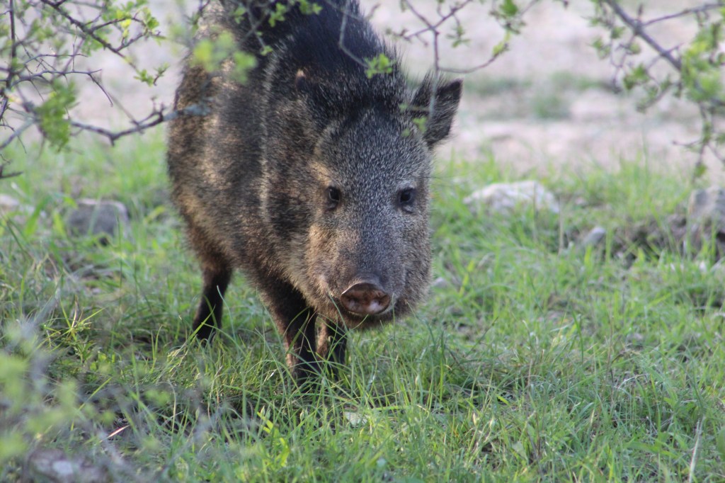 “Of People and Peccaries: Perception and Politics in the Texas Hill Country” Transcript (RAI Anthropology and Conservation&nbsp;2021)