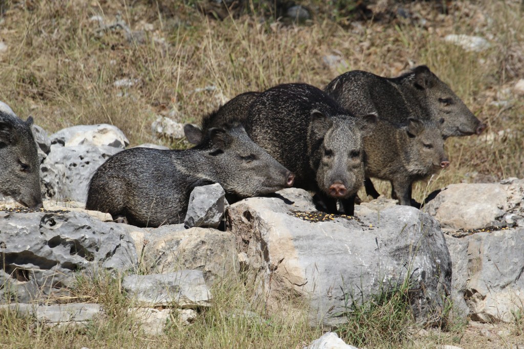 Radio Guest: “Anthropologist traces the “multi-species politics” of javelinas and&nbsp;humans”