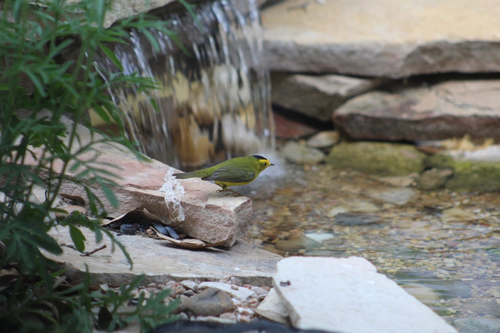 Making a Multispecies Community: A Personal&nbsp;Journey